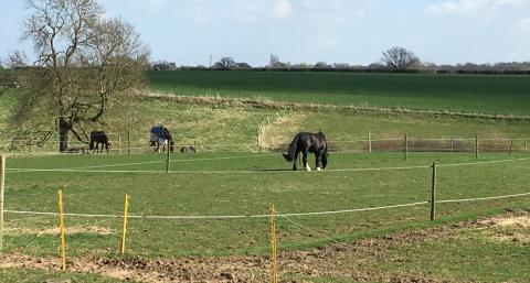 open field with three horses grazing on the grass