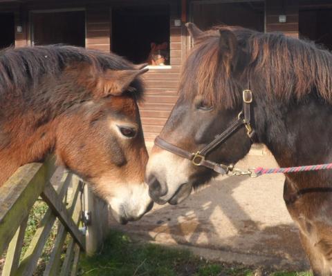 two of the horses saying hello to each other with their noses