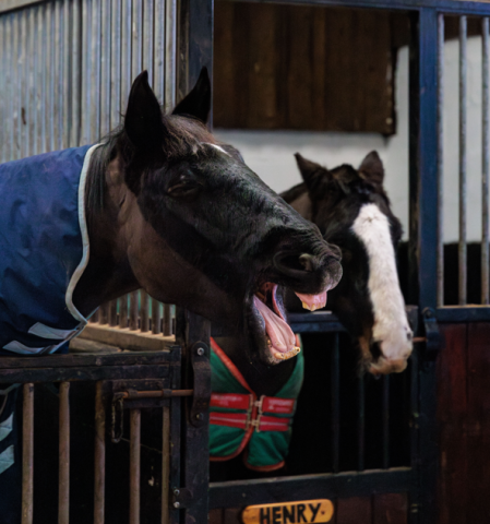Horse riding at Calvert Devon Equestrian Centre
